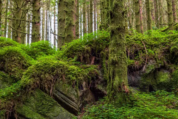 Ağaçlarla kaplı bir ormanda yosun kaplı bir kaya.