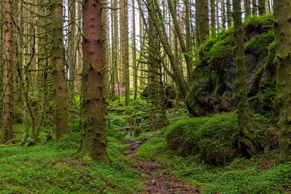 Yerde yosun olan bir ormanda bir patika.