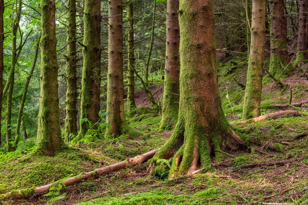 Birkaç ağacı ve bankı olan bir orman.