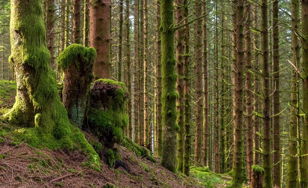 Ormanda yosun kaplı bir ağaç kütüğü.