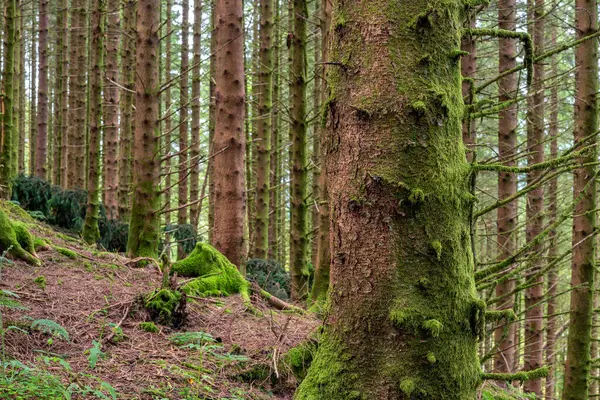 Ağaç gövdeli ve patikalı bir orman.