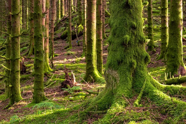 Yosunlu ağaç gövdesi olan bir orman.