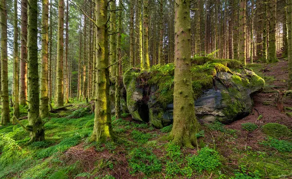 Ormanda yosun kaplı bir kaya.