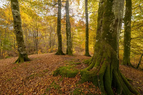 Bir sürü ağaç ve yaprağı olan bir orman.