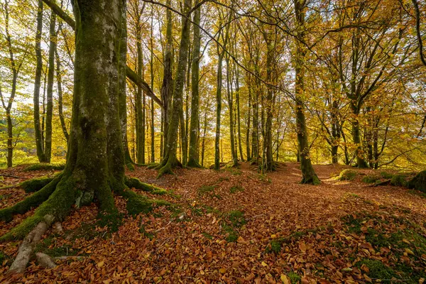 Sonbaharda patikası ve ağaçları olan bir orman.