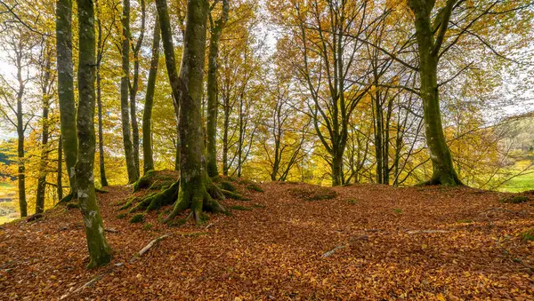Bir sürü ağaç ve yaprağı olan bir orman.