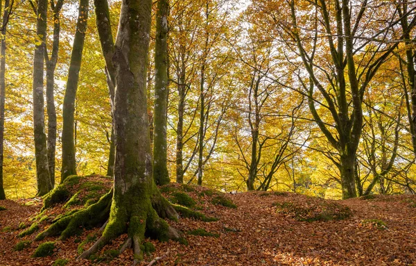 Ormanda yosunlu bir ağaç.