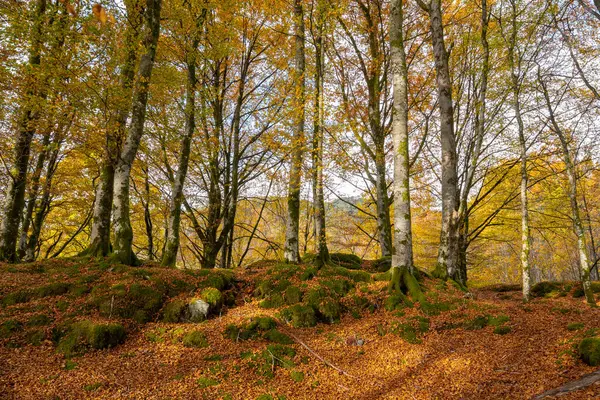 Bir sürü ağaç ve kayanın olduğu bir orman.