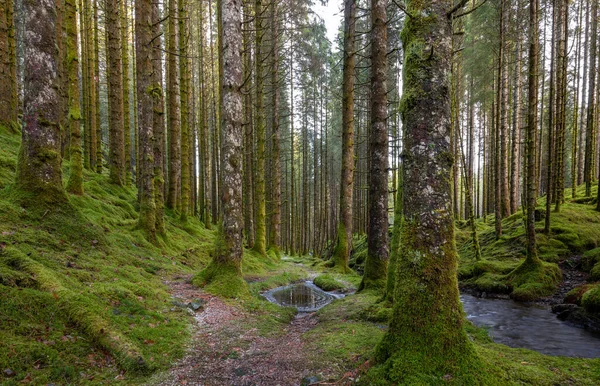 İçinden dere akan bir orman.