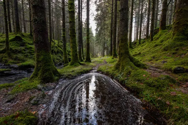Yerde yosun olan bir ormanın içinden akan bir dere.