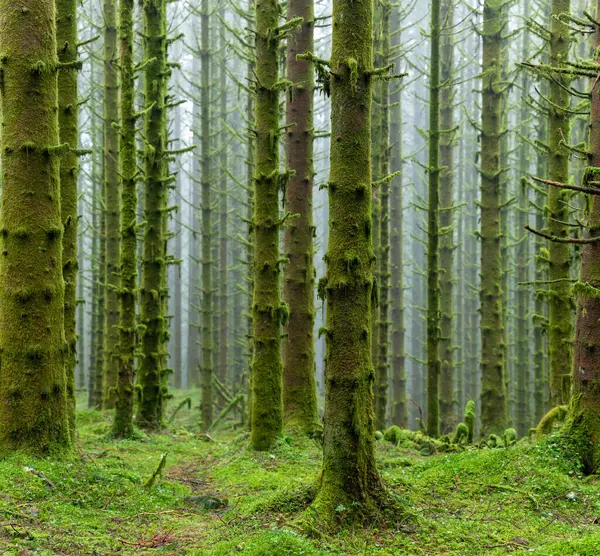 Birkaç ağacın yosunla kaplı olduğu bir orman.