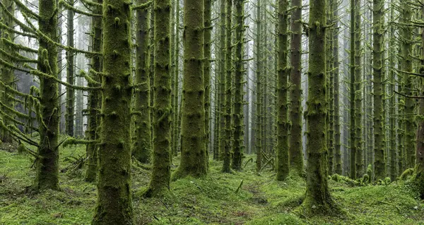 Yosun ağaçlı ve patikalı bir orman.