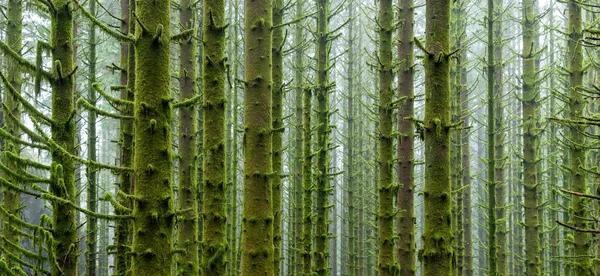 Bir sürü yosunla kaplı bir orman.