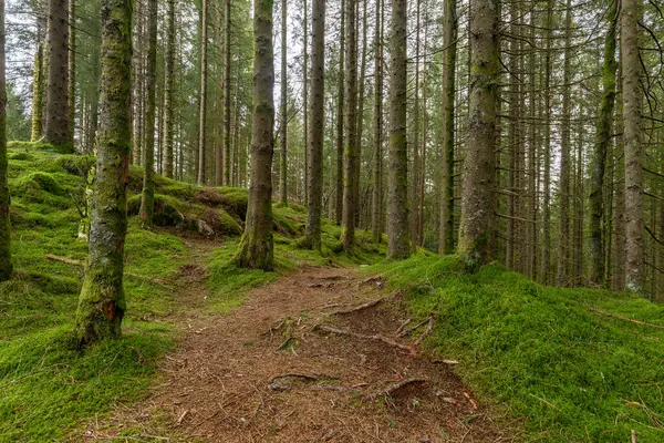 Ağaçlı ormanda bir patika.
