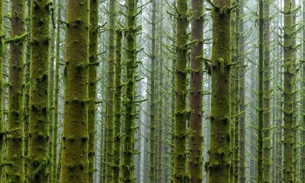 Yosun kaplı ağaçlarla kaplı bir orman.