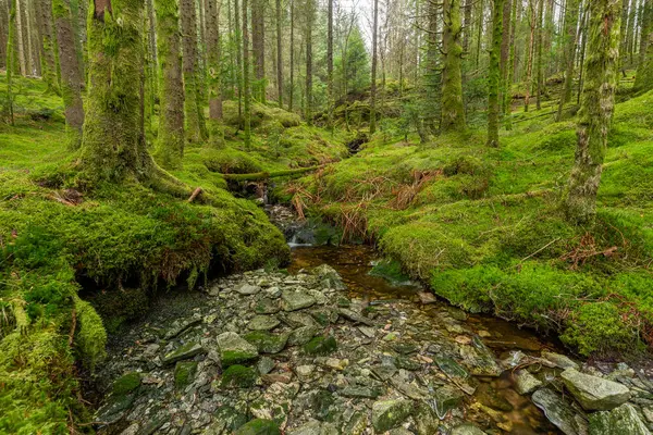 Yeşil yosun dolu bir ormanın içinden akan bir dere.