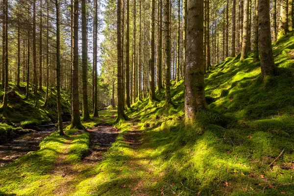 Yerde yosun olan bir ormanda bir patika.