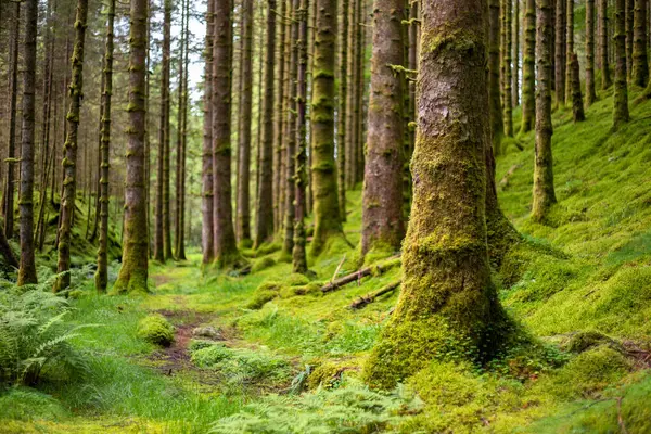 Yolu ve ağacı olan bir orman.