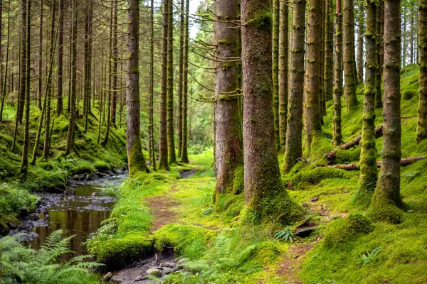 İçinden dere akan bir orman.