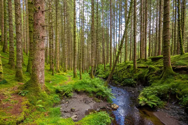 Yeşil yosun dolu bir ormanın içinden akan bir dere.
