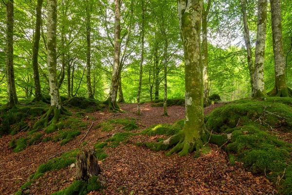 Yerde yosun yetişen bir orman.