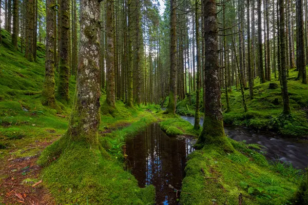 Yeşil yosun dolu bir ormanın içinden akan bir dere.