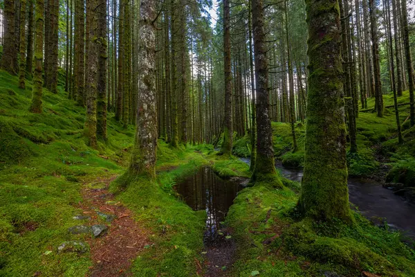 yemyeşil bir ormanın içinden akan bir dere