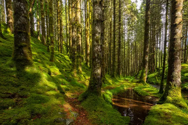 İçinden dere akan bir orman.