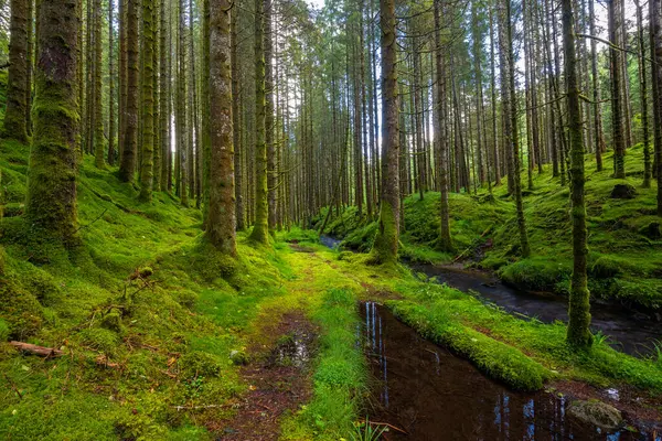 Yeşil yosun dolu bir ormanın içinden akan bir dere.