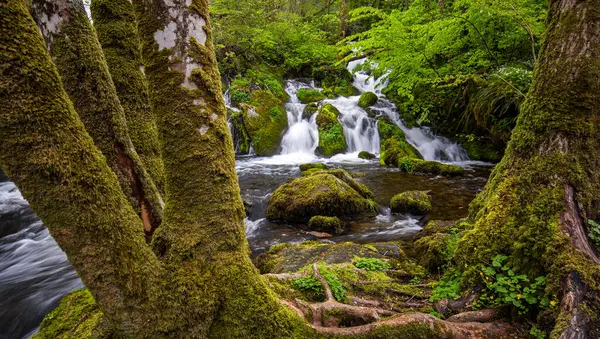 yemyeşil bir ormanın içinden akan bir dere