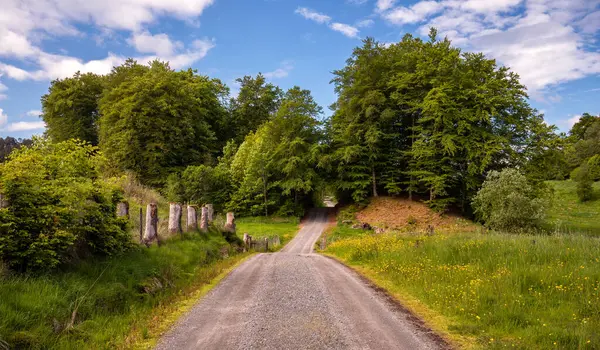 Çitleri ve ağaçları olan toprak bir yol.