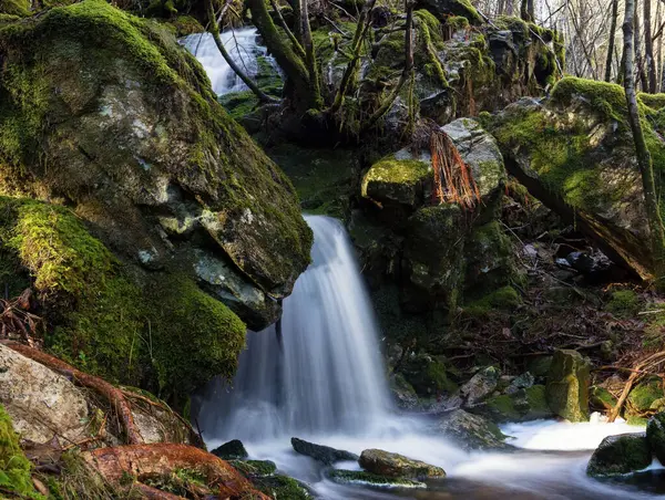 Yosunlu kayalarla dolu bir ormanda bir şelale.