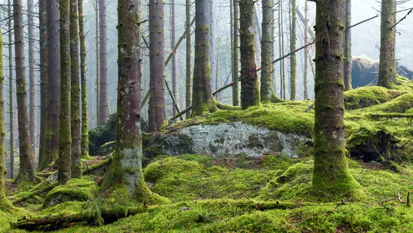 Ormanda yosun kaplı bir kaya.