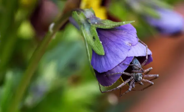 Une Araignée Sur Une Fleur Violette Aux Feuilles Vertes — Photo