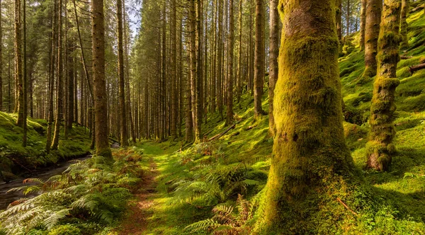 İçinden dere akan bir orman.