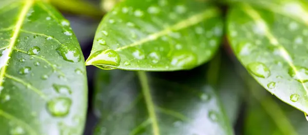 Su damlacıkları olan bir yaprağın yakın çekimi