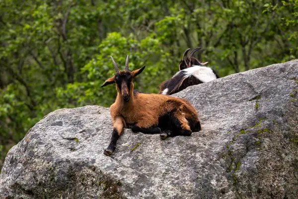 Ormanda bir kayanın üzerinde oturan iki keçi
