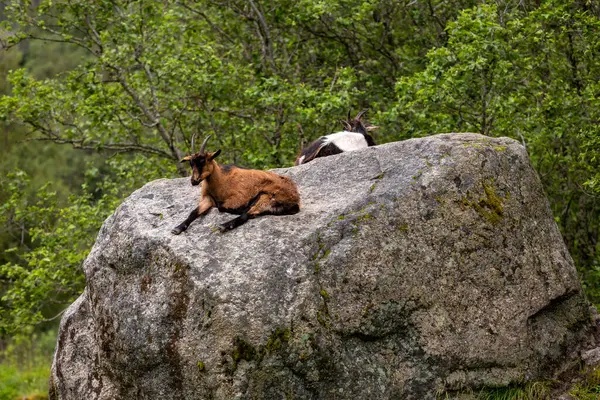 Bir keçi ve bir kedi kayanın üzerinde oturuyor.