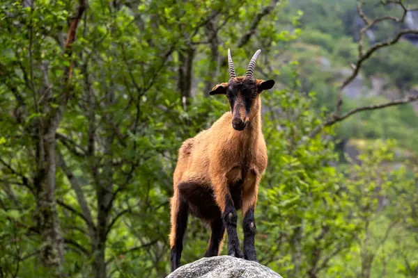 Ormandaki bir kayanın üzerinde duran bir keçi