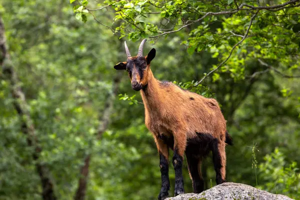Ormandaki bir kayanın üzerinde duran bir keçi