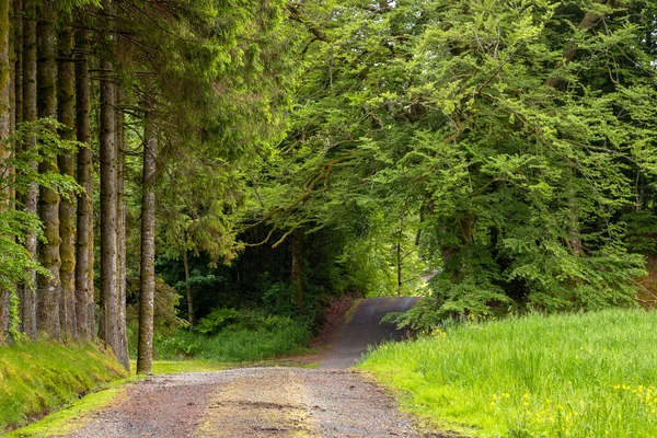 Arka planda orman olan toprak bir yol.