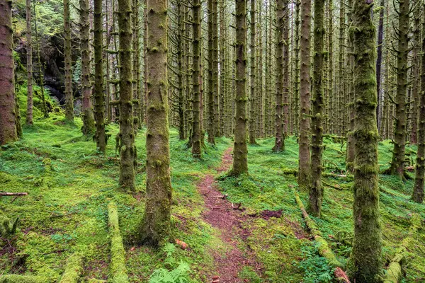 Ağaçlarda yosunların büyüdüğü ormanda bir patika.