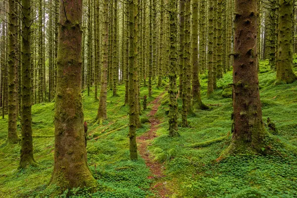 Yerde yosun olan bir ormanda bir patika.