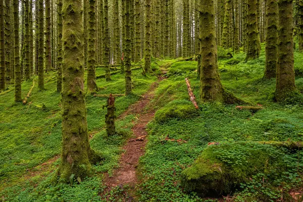 Yerde yosun olan bir ormanda bir patika.