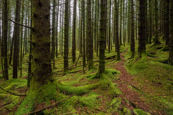 Ortasında patika olan bir orman.