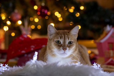 Kırmızı kedi Noel ağacının altında yatıyor. Yumuşak odak.