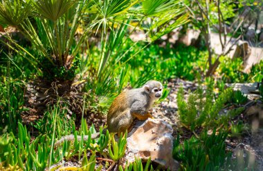 Ormandaki sincap maymunu. Tatlı bir maymun doğal bir ormanda yaşar..