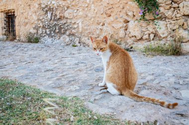 Yunan kızıl kedisi. Kedi bir Akdeniz kalesinin kalıntılarında oturuyor..