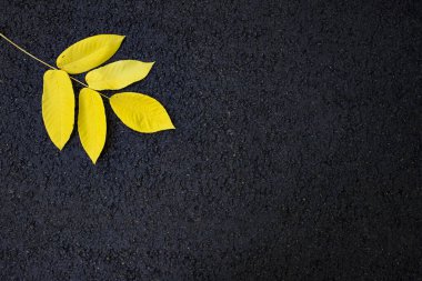 Siyah asfalt üzerinde parlak sarı bir sayfa. Siyah bir yolda altın sonbahar yaprağının sarı rengi.