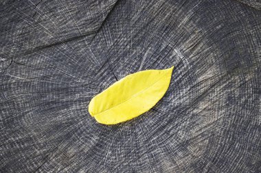 Kesilmiş bir ağaç kütüğünün üzerindeki sarı yaprak. Renkli Sonbahar konsepti.